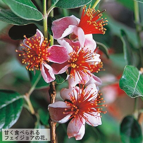 フェイジョアの苗木 アポロ : 植物・園芸専門店 花育通販Yahoo!店
