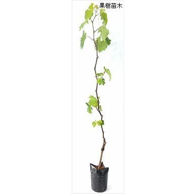 種なしブドウ苗木 BKシードレス（挿し木苗） : 植物・園芸専門店 花育