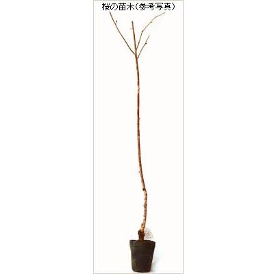 桜（サクラ）苗木 菊枝垂れ桜（キクシダレ） : 植物・園芸専門店 花育
