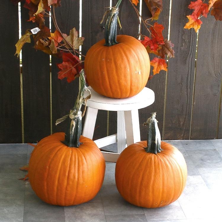 送料無料 限定3個 ハロウィン用本物 おばけ カボチャ Mサイズ(直径 約