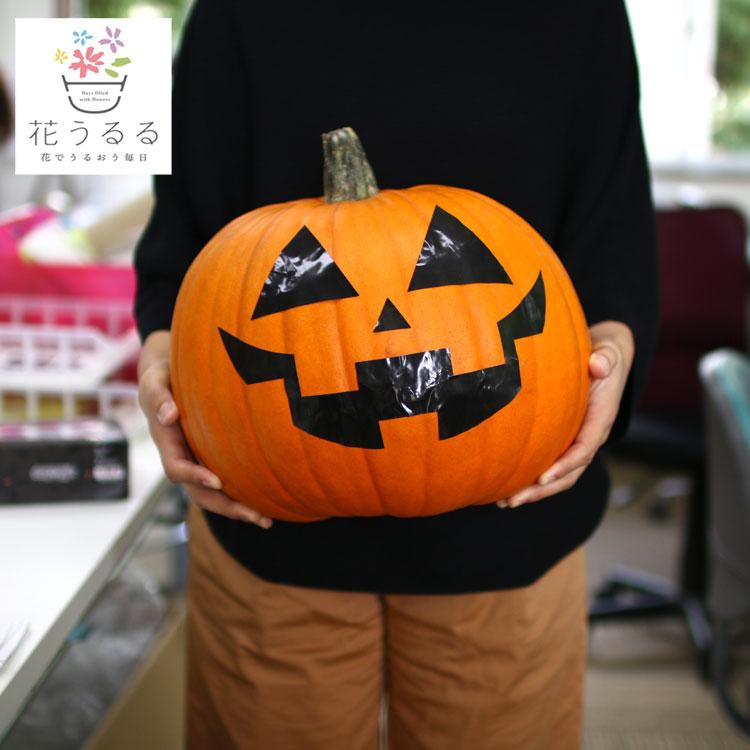 ハロウィン用 巨大 本物カボチャ 鑑賞用『 オータムオレンジ 3Lサイズ