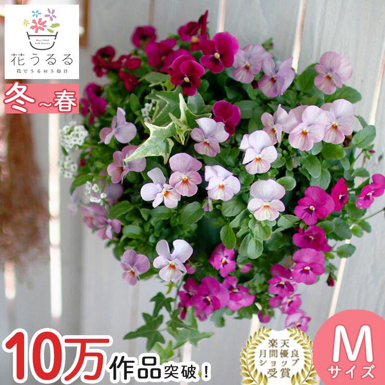 ビオラのハンギングバスケット 花うるる 寄せ植え [ローズリバー] M