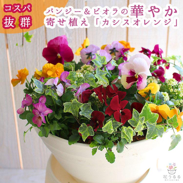 花うるる人気No.1／パンジー＆ビオラの寄せ植え[カシスオレンジ
