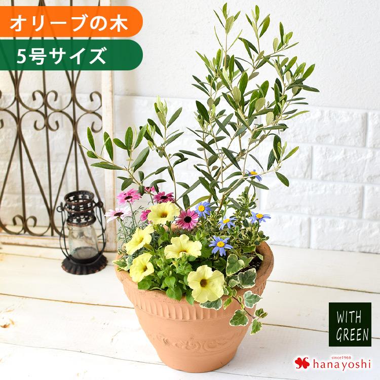 フラワーマーケット花由 鉢植え オリーブの木 ＜寄せ植え＞ 5号鉢