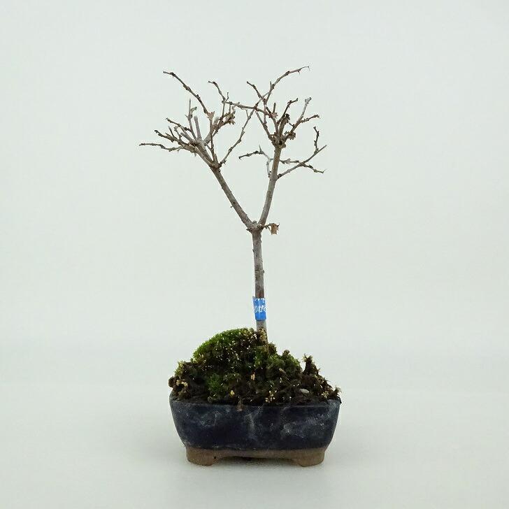 盆栽 欅 ミニ盆栽 樹高 約10cm けやき Zelkova serrata ケヤキ 紅葉