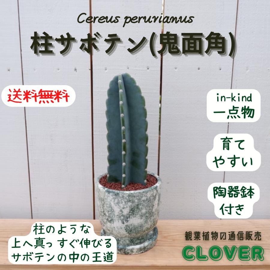 柱サボテン 鬼面角 鉢付き ハシラサボテン 観葉植物 御祝い インテリア
