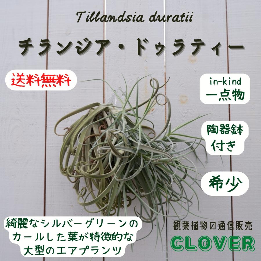 エアプランツ ティランジア チランジア・ドゥラティー 現品 室内 育て