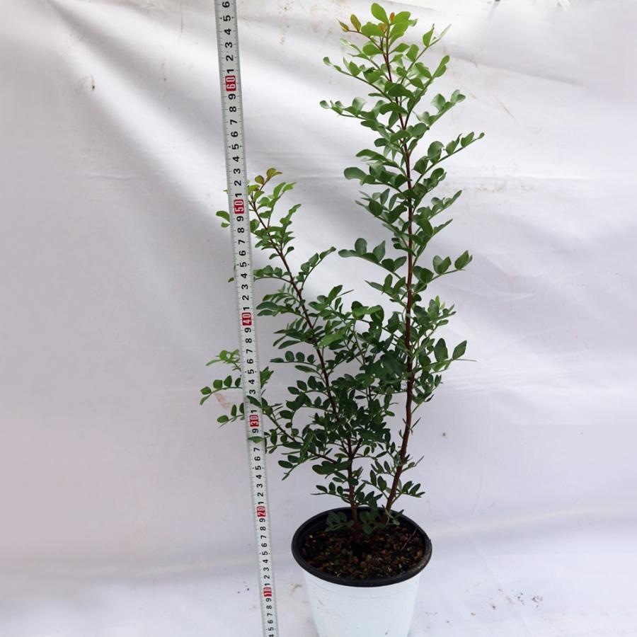 ITANSE ピスタチオ(観賞用品種) 果樹苗 硬質15cmポット 1個 Pistacia