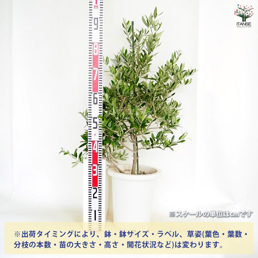 オリーブ ピクアル 果樹の苗木 8号/1個売り オリーブの実 植木