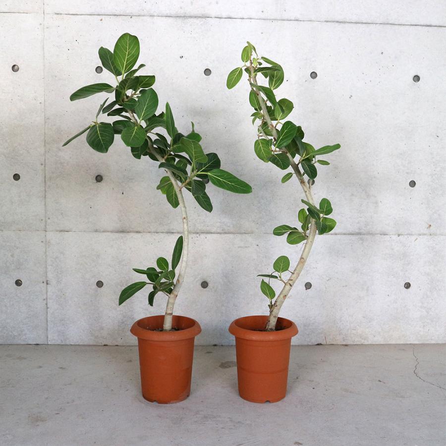 ITANSE 観葉植物 フィカス ベンガレンシス 8号鉢 1個 人気 中型