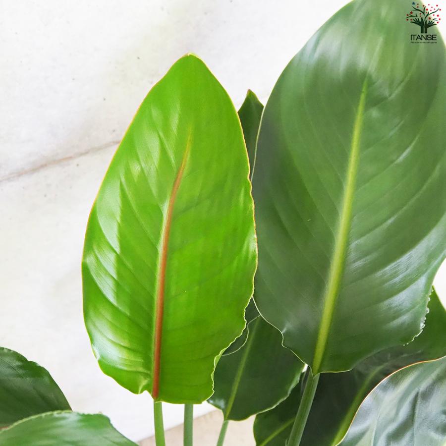 ITANSE ストレリチア レギネ 極楽鳥花 観葉植物 7号鉢/1個売り 観葉