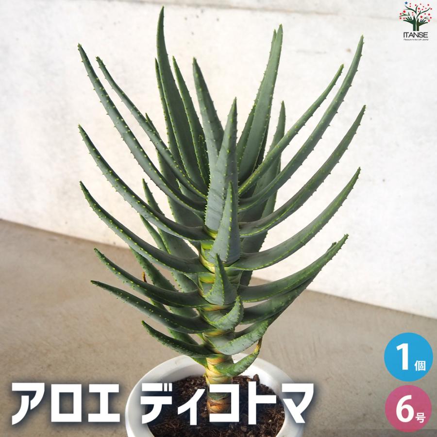 アロエ ディコトマ 多肉植物 6号/1個売り キダチアロエ 木立アロエ