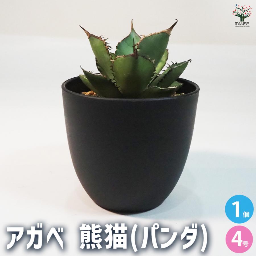 アガベ 熊猫(パンダ) 多肉植物 4号鉢/1個売り リビング オフィス 事務