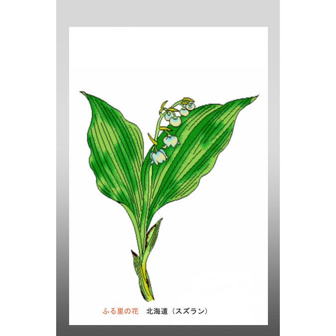 花 イラスト ポストカード 絵葉書 イラスト画「ふる里の花」北海道