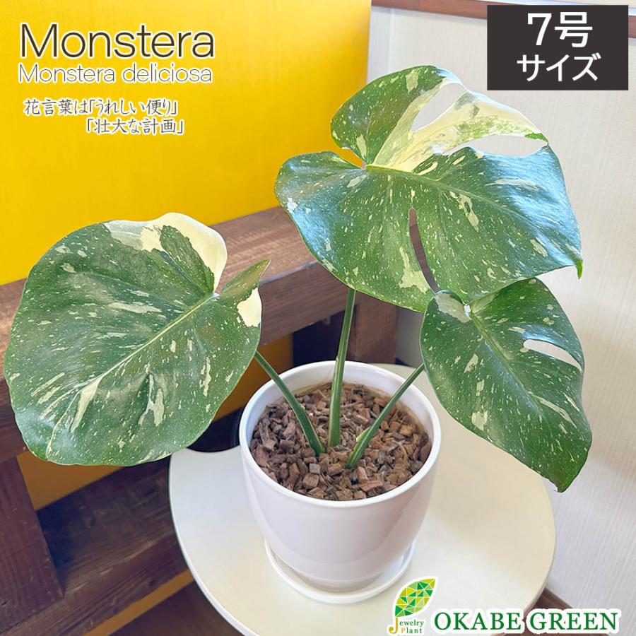 観葉植物 ハートの葉っぱ おしゃれ 大型 本物 モンステラ 斑入り