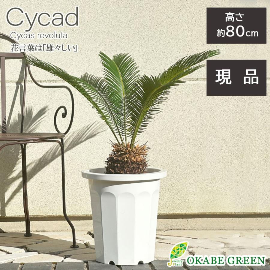 観葉植物 おしゃれ 大型 本物 屋外 ソテツ 10号 現品 白プラスチック鉢