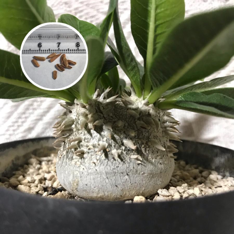 塊根植物 パキポディウム ブレビカウレ 恵比寿笑い Pachypoduyn