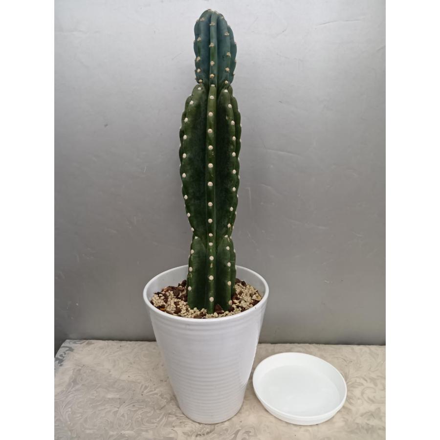 トゲ無し柱サボテン・鬼面角白陶器鉢1本植え・受け皿付・現品売り : お