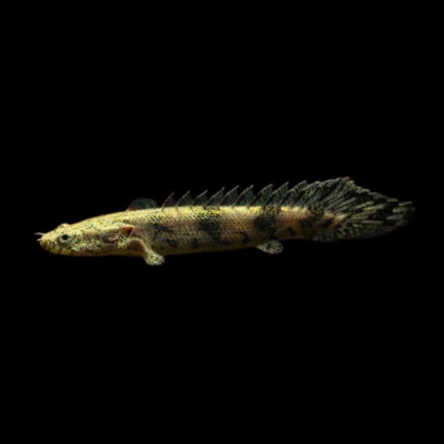 熱帯魚 古代魚 大型魚 ポリプテルス・エンドリケリー 6cm± 2匹 【恐竜