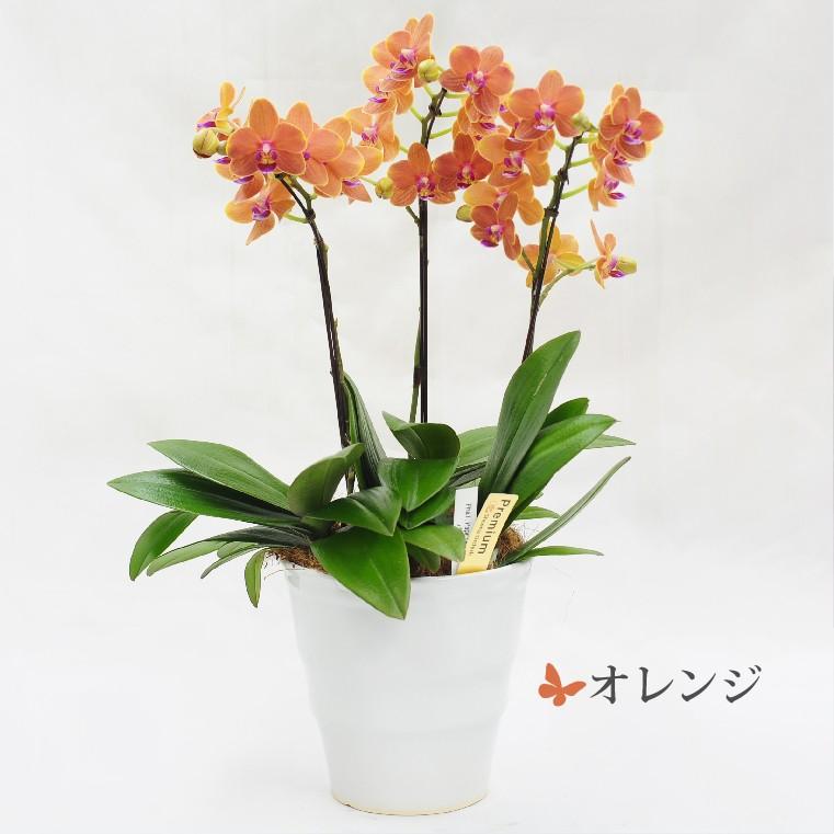 プレゼント 80代 祖母 鉢植え 花 ギフト 椎名洋ラン園 ミディ 胡蝶蘭