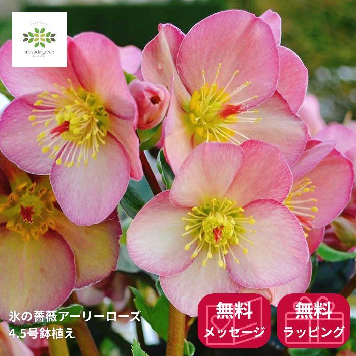 訳アリ超特価 クリスマスローズ 氷の薔薇 鉢植え アーリーローズ 4.5号