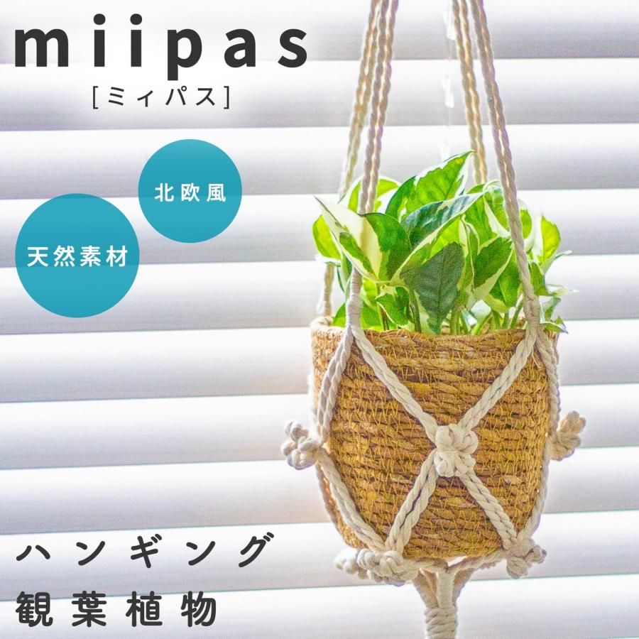 ポトスエンジョイ ハンギングプランツ 吊り下げ 観葉植物 本物3号