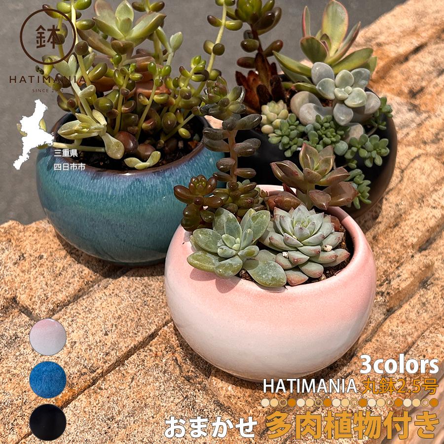 多肉植物おまかせ寄せ植え HATIMANIA 2.5号 鉢マニア 鉢づくし 陶器