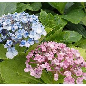 ウズアジサイ（オタフク） 5寸ポット植え ：紫陽花 渦紫陽花 : 日本