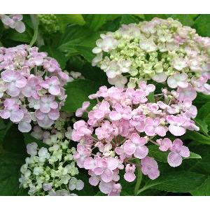 ウズアジサイ（オタフク） 5寸ポット植え ：紫陽花 渦紫陽花 : 日本