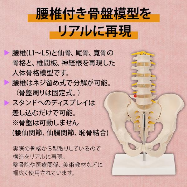 人体模型 骨格模型 7ウェルネ 骨盤 腰椎 模型 実物大 間接模型 骨格