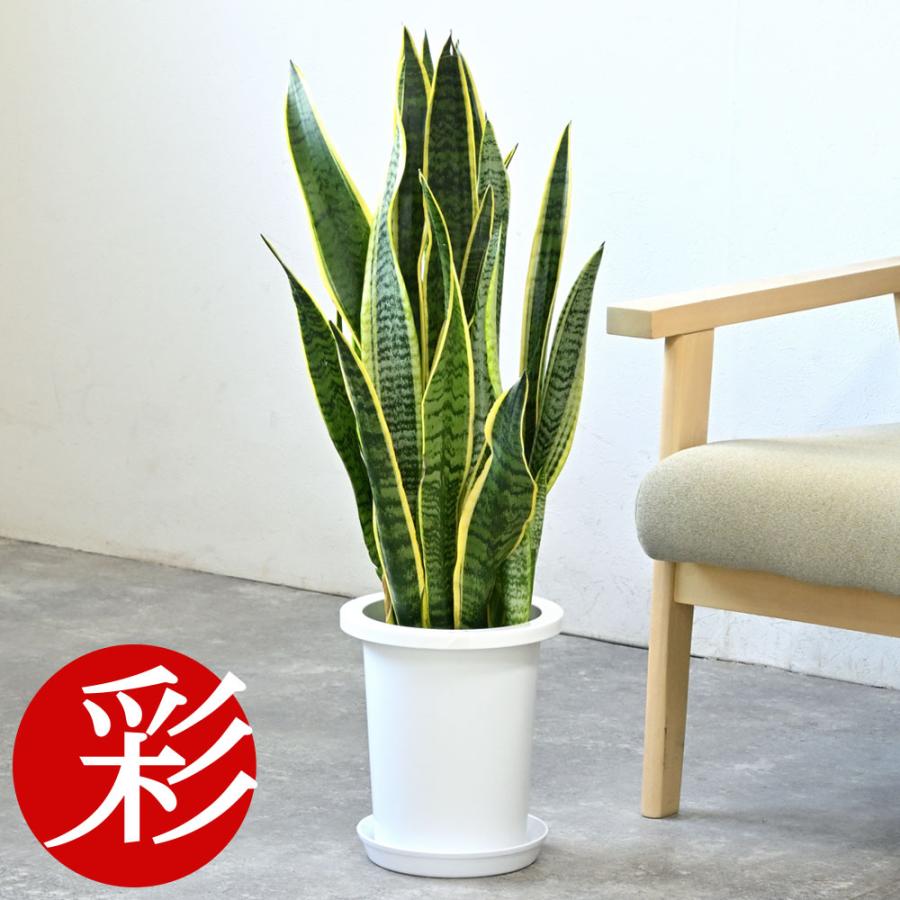 観葉植物 本物 サンスベリア・ローレンティー 7号鉢 鉢カバー