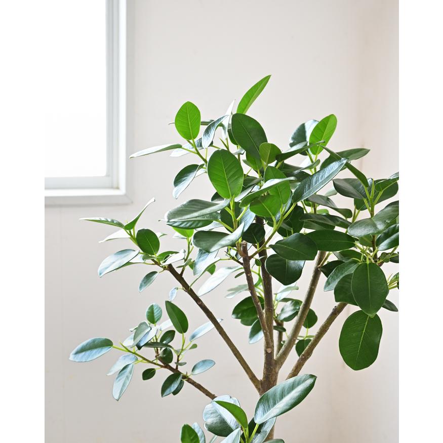 観葉植物 本物 フランスゴム（フィカス・ルビギノーサ）7号鉢 曲がり樹