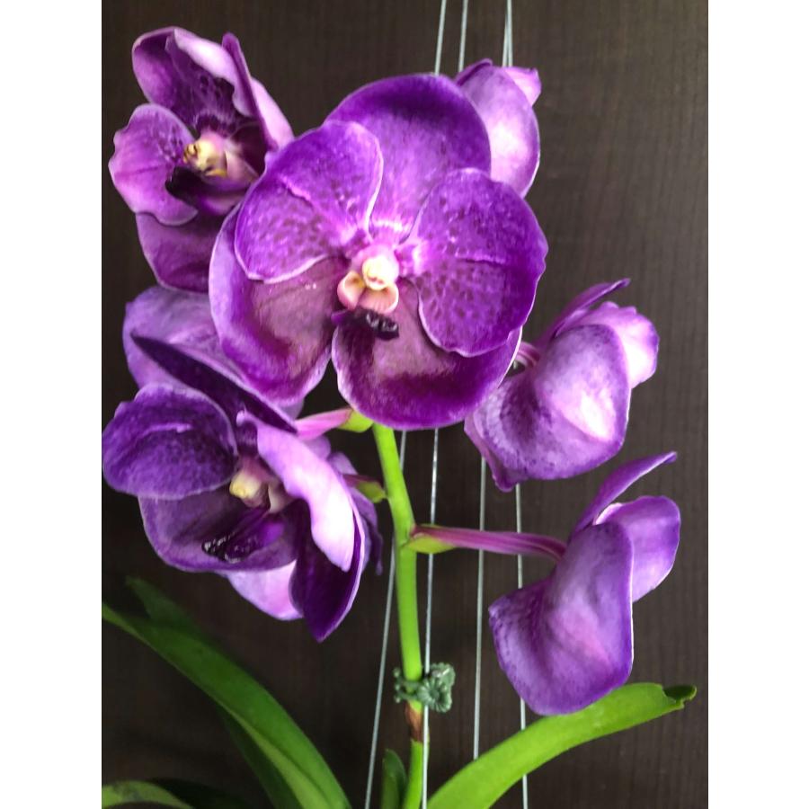 洋ラン 苗 バンダ ピュア ワックス'ブルー'（Vanda Pure Wax 'Blue