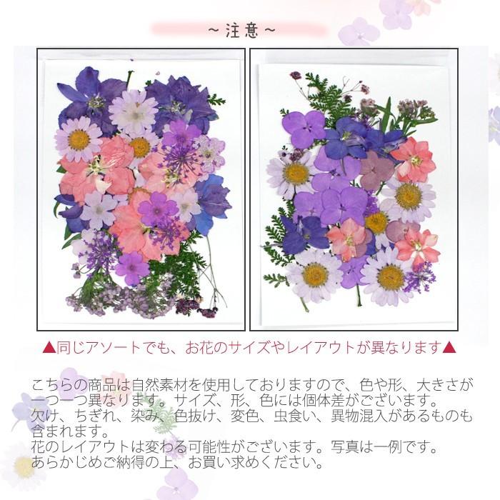 押し花 (51) ガーデン ドライフラワー 花材 レジン プリザーブド