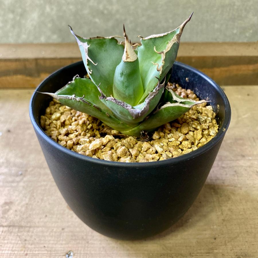 アガベ チタノタ 黒豹 : plantlife - 通販 - Yahoo!ショッピング
