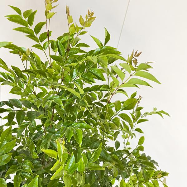 シマトネリコ 苗 庭木 株立ち トネリコ 観葉植物 中型 インテリア 丈夫