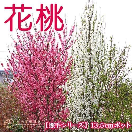花桃 （ 照手シリーズ ） 13.5cmポット苗 : 花と緑の専門店 土っ子