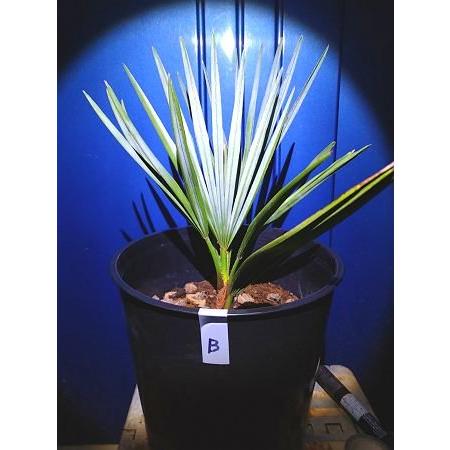 チャメロップス 7号◇チャメロプス フミリス セリフェラ◇Chamaerops