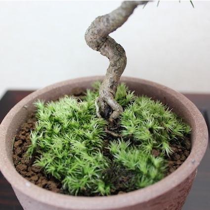 吹雪五葉松 小品盆栽 bonsai 送料無料 : 盆栽ショップ わびさび Yahoo