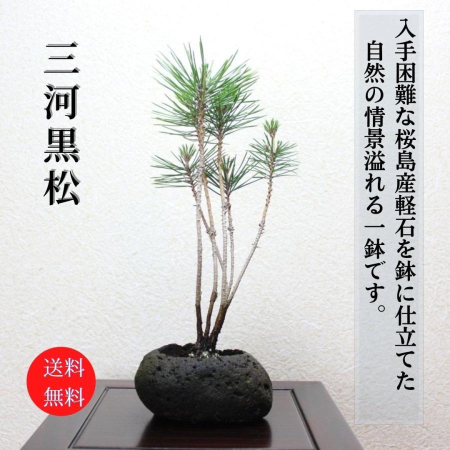 黒松 寄せ植え盆栽 桜島軽石仕立て 石付きの盆栽 ギフト 盆栽 開店