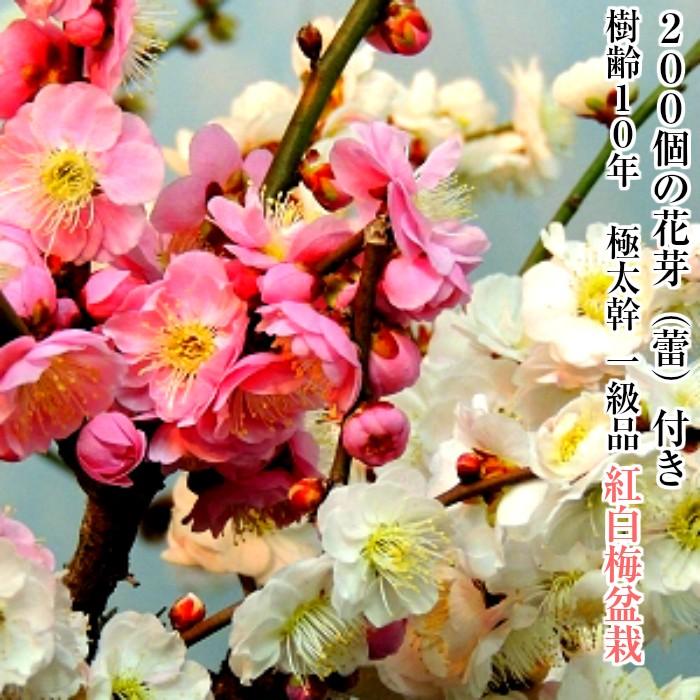 盆栽 梅 咲き分け 思いのまま 樹齢10年 太幹 紅白梅盆栽 80個以上の