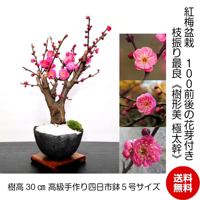 盆栽 梅 紅梅 80〜100個以上の花芽付 ギフト 誕生日 正月飾り 室内