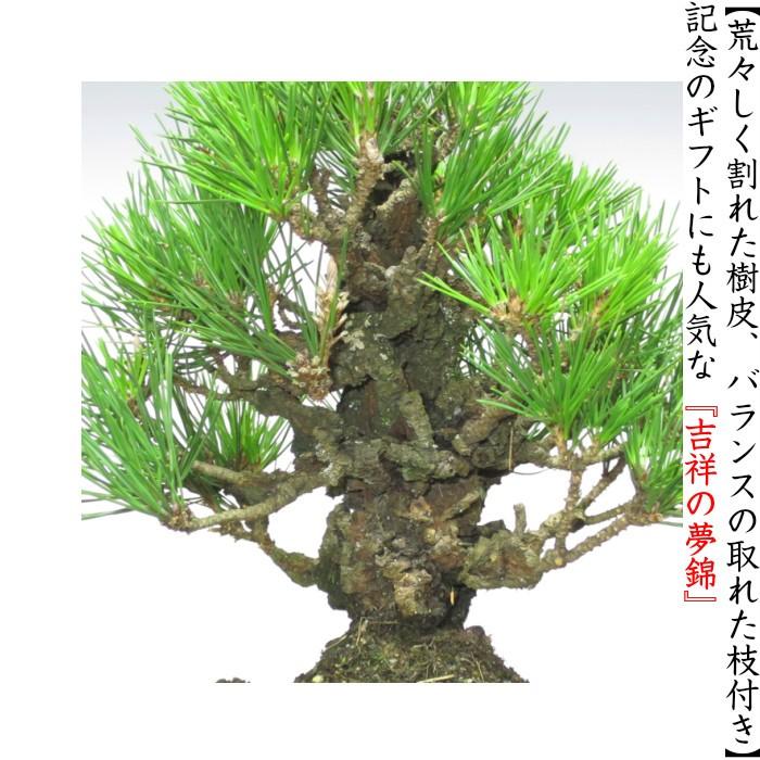 盆栽 松 錦松 樹齢13年 渾身の傑作 極太幹の「夢錦」 : 和心盆栽
