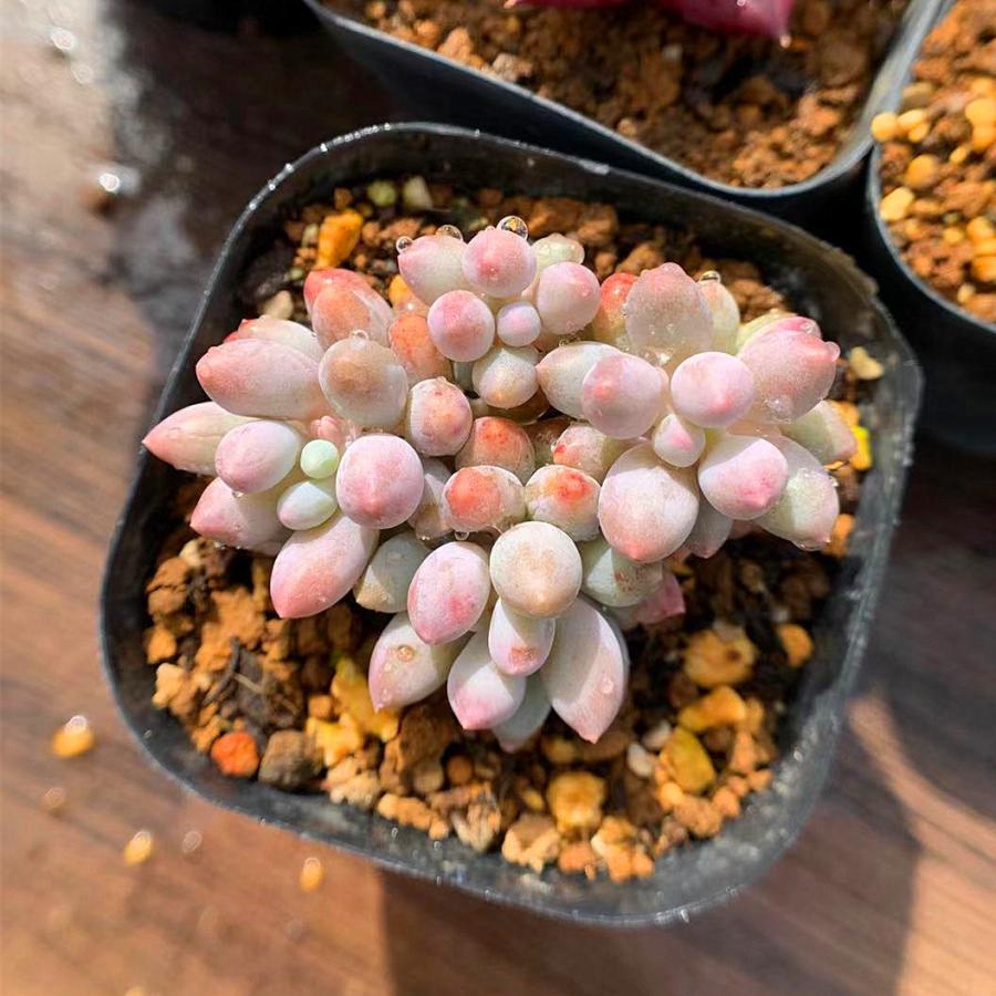 農園直売 多肉植物 寄せ植え パキフィツム属 ベビーフィンガー（3頭