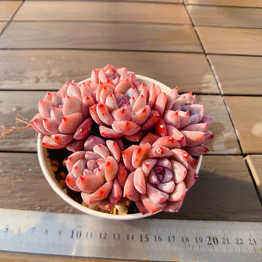 農園直売 多肉植物 寄せ植え エケベリア属 霜の花（群） 観葉植物