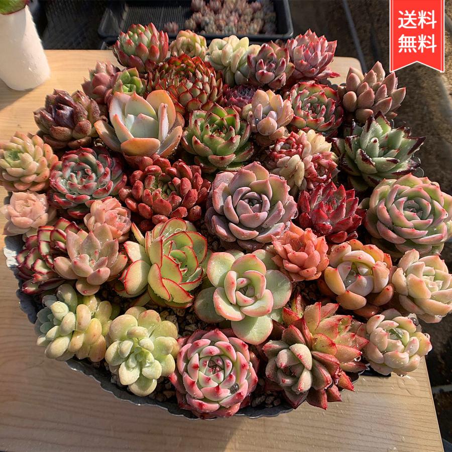 農園直売 多肉植物 宅急便送料無料 エケベリア 寄せ植えセット35個 超