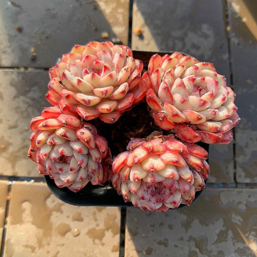 農園直売 多肉植物 寄せ植え エケベリア属 ピンクミニマ（群） 抜き苗