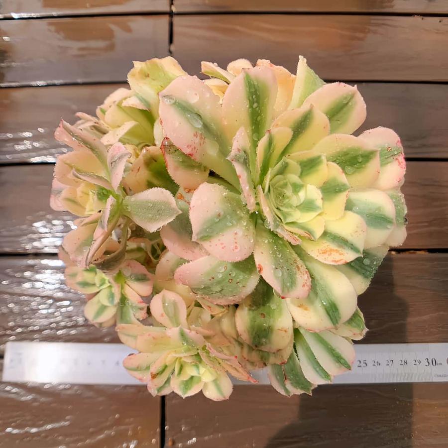 農園直売 多肉植物 寄せ植え アエオニウム属 マイバッハ錦（群） 観葉