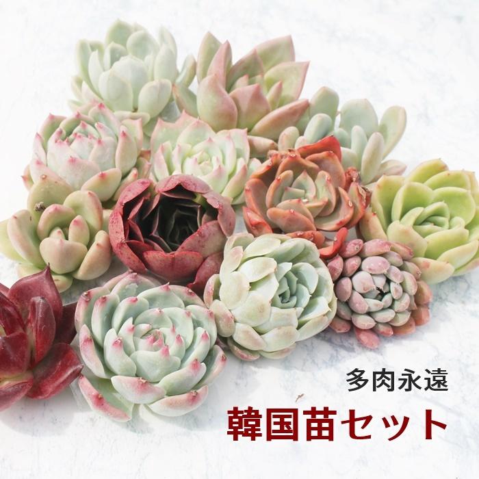 韓国苗 エケベリア おまかせ5種類セット 多肉植物 S〜Mサイズ カット苗