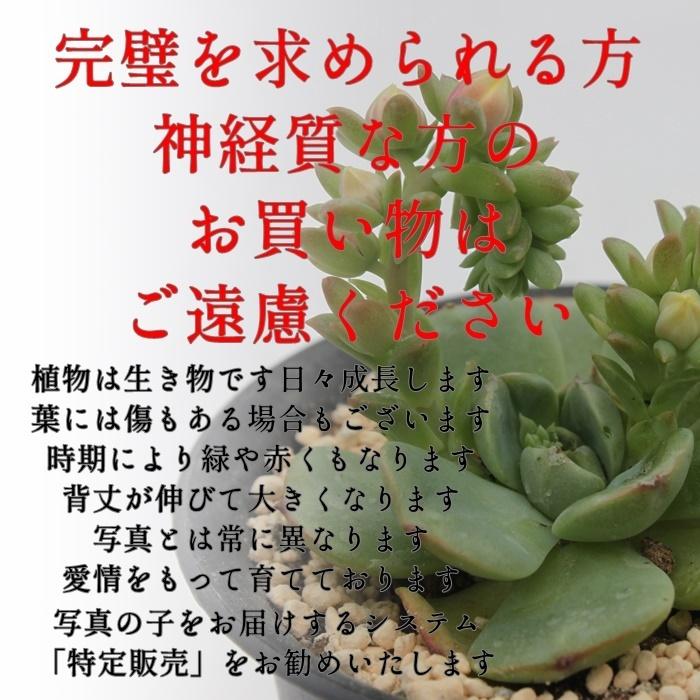 韓国苗 エケベリア おまかせ10種類セット 多肉植物 カット苗や根付き苗
